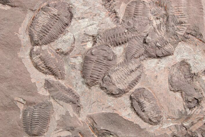 Ordovician Trilobite Mortality Plate (Pos/Neg) - Morocco #254775